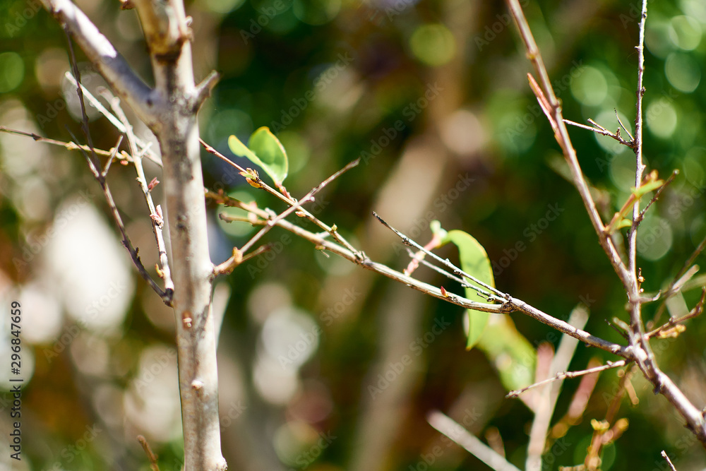 new dried tree buds with green background new dried tree buds with green background