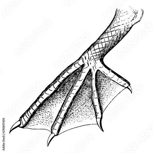 Pelican Foot vintage illustration.