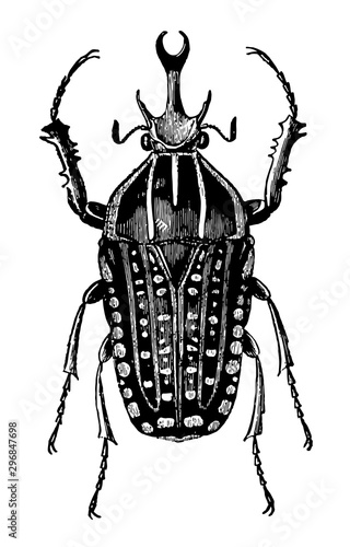 Goliathus Polyphemus vintage illustration.