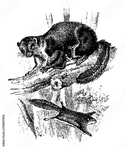 Smoky Flying Squirrel vintage illustration.