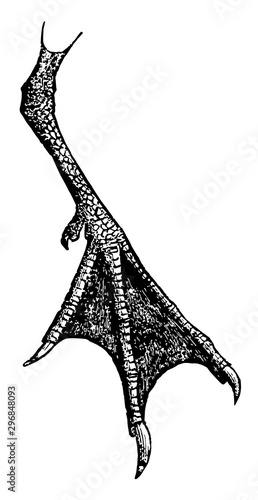 The Foot of a Bridled Foot vintage illustration.