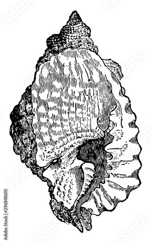 Triton Anus vintage illustration.