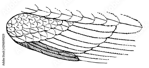Alula vintage illustration.