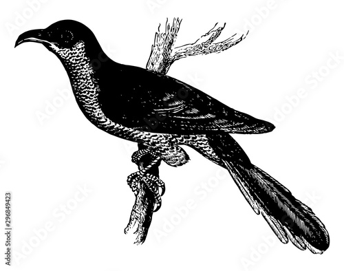 Small Yellow billed Cuckoo vintage illustration.