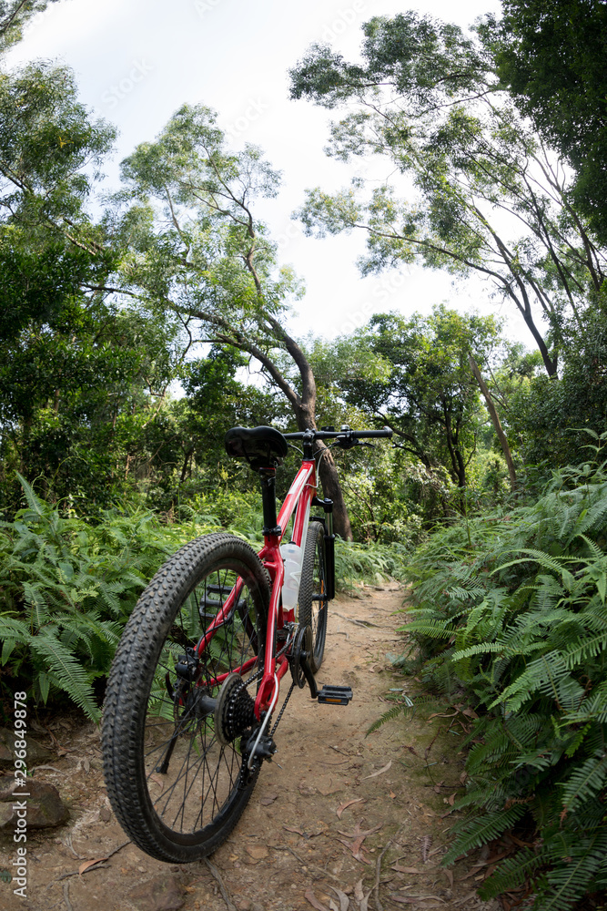 Mountain bike at sunrise forest trail