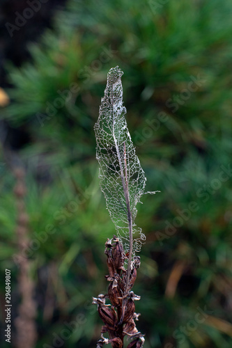 Foto Lattice of the foliage