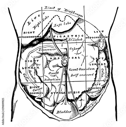 Regions of the Abdomen and their Contents vintage illustration.