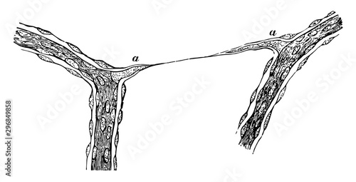 Capillaries from Vitreous Humour of Calf vintage illustration.