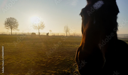 horses and sunset in the field