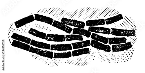 Bacilli vintage illustration