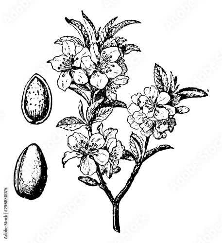 Almond Tree and Fruit vintage illustration.