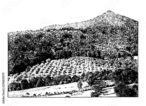 Virginia Mountain Orchard, vintage illustration.