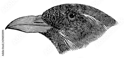 Horn billed Auk in Winter vintage illustration.