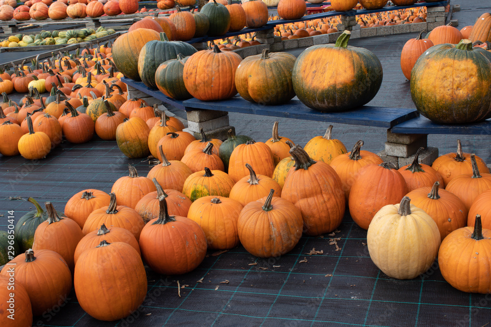 Pile of pumpkins and squashes of different colors and shapes at the farmers market
