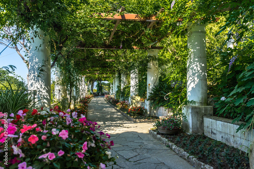 The pergola full of flowers at the gardens of Villa San Michele in Capri, built by Swedish physician Axel Munthe, Italy photo