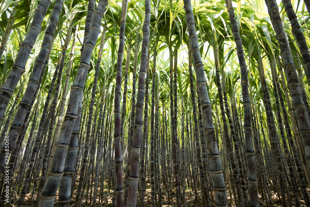 Closeup of sugarcane plants growing at field Closeup of sugarcane plants growing at field