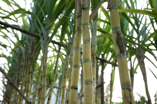 Closeup of sugarcane plants growing at field