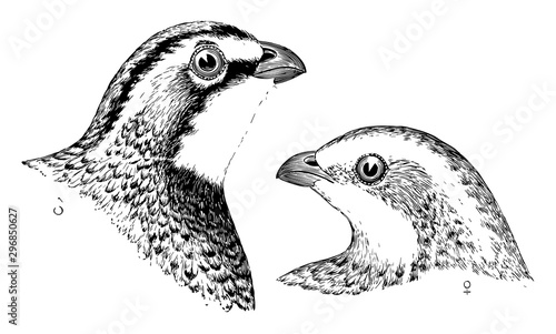 Male and Female Bob whites vintage illustration.