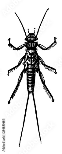 Larva of Perla Bicaudata vintage illustration.