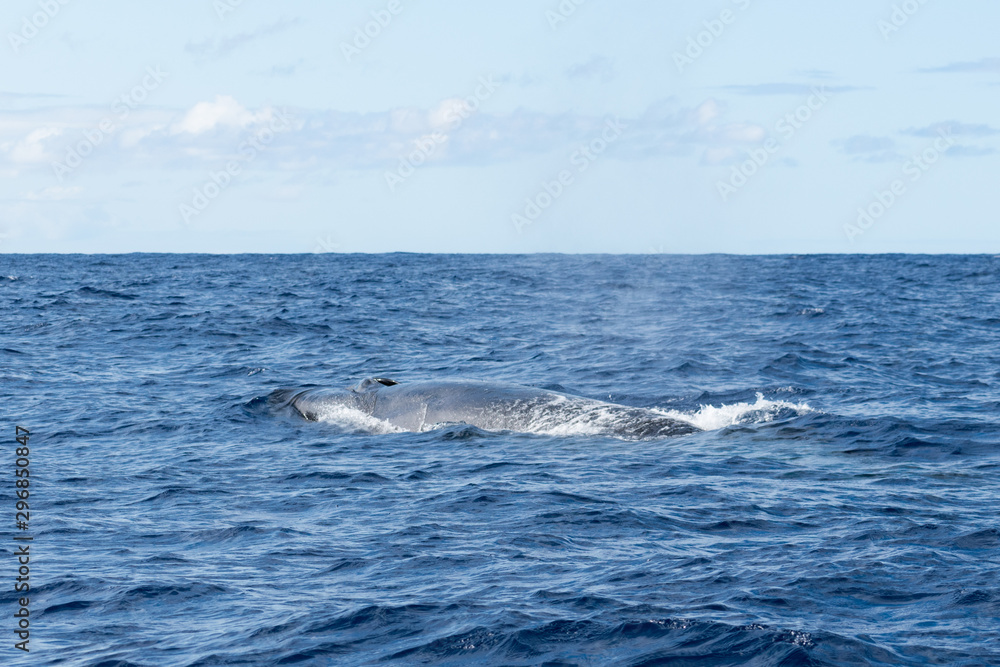 Obraz premium Side view of a Sei Whale (Balaenoptera borealis) and its blow hole as it surfaces for breath in the Atlantic Ocean off the coast of the Azores. This species of baleen whale is of endangered status.