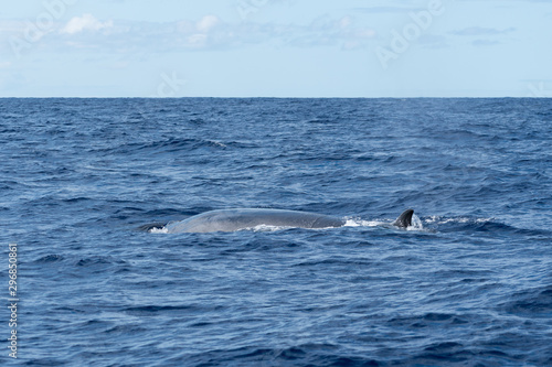 Side view of a Sei Whale (Balaenoptera borealis) and its dorsal fin as it surfaces for breath in the Atlantic Ocean off the coast of the Azores. This species of baleen whale is of endangered status.