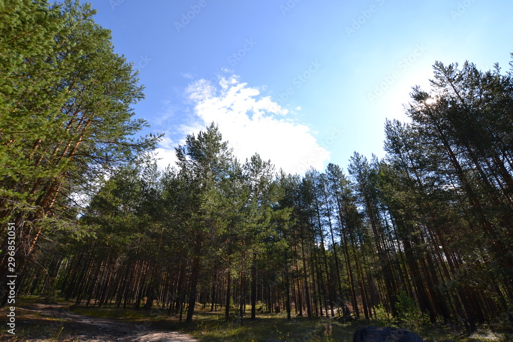 August in the north: forest along the edges of the road to Cherdyn in the Perm region