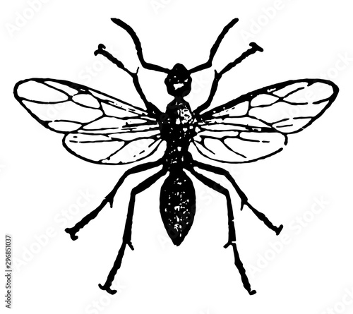 Horse Ant Male vintage illustration.