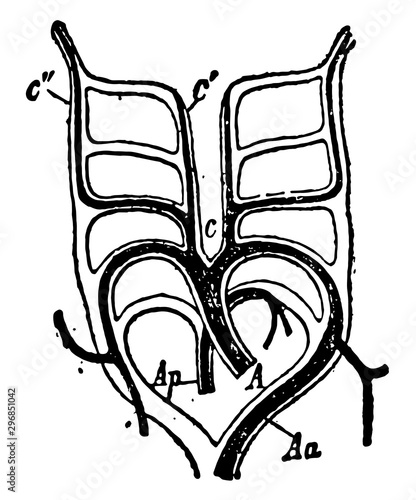 Aortic Arches vintage illustration.