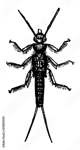 Larva of Perla Marginata vintage illustration.