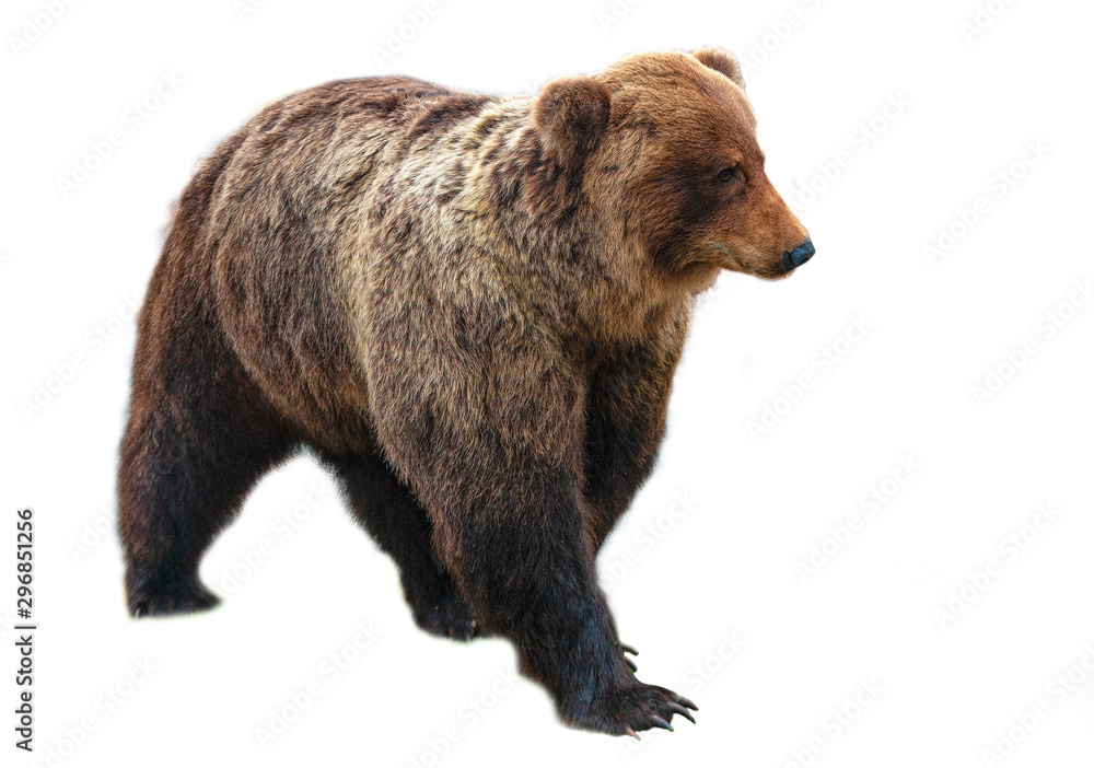 Big brown bear isolated on white background Big brown bear isolated on white background