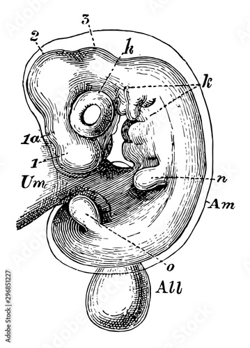 Amnion vintage illustration