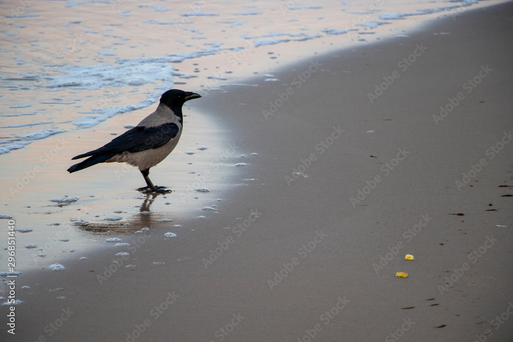 Bird on beach in Usedom, Germany Bird on beach in Usedom, Germany
