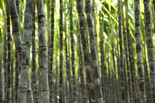 Fototapeta Naklejka Na Ścianę i Meble -  Closeup of sugarcane plants growing at field