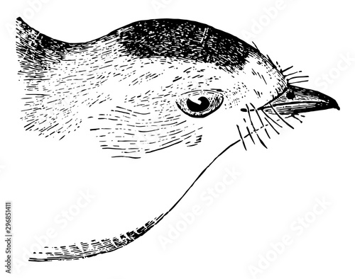 Black capped Fly catching Warbler vintage illustration.