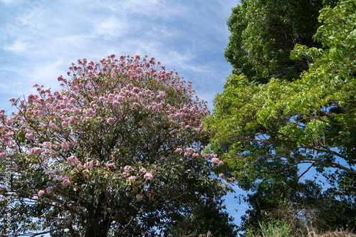 pink flowers on background of blue sky