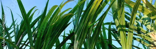 Closeup of sugarcane plants growing at field