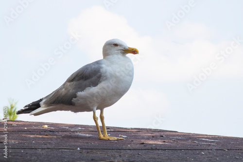 Seagull laid on the roof.