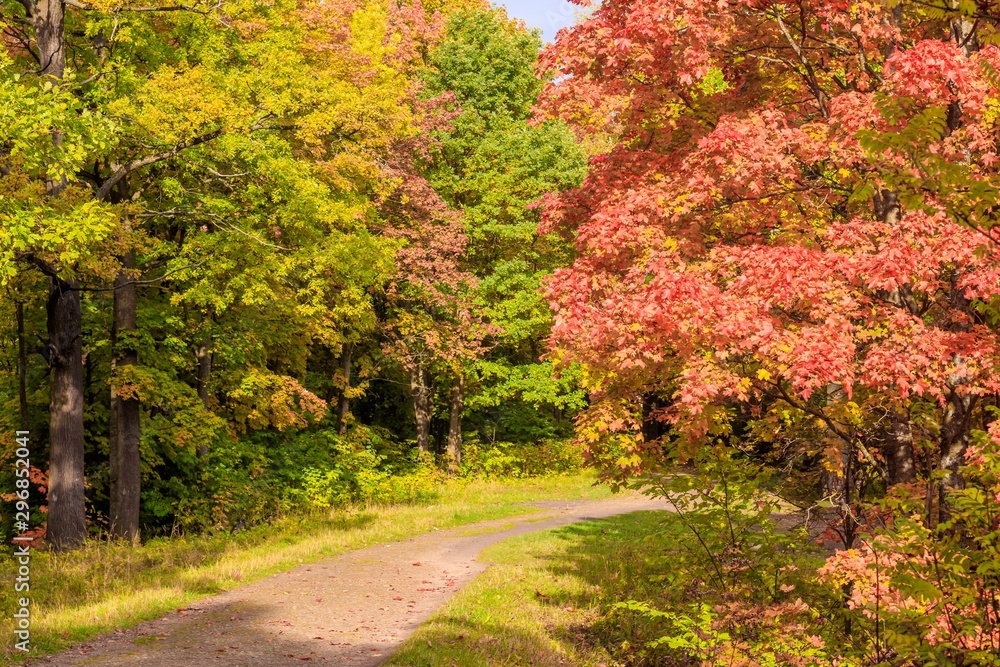 Naklejka premium Autumn park landscape. Golden autumn . Sunny day in the autumn park with yellow trees. Beautiful landscape.