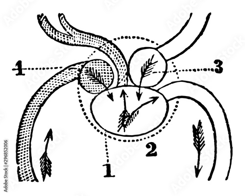 A Diagram of the Heart of a Fish vintage illustration.