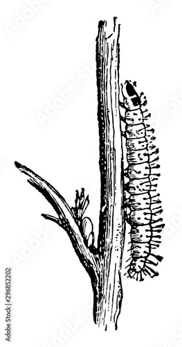 Caterpillar of the Vine Pyralis vintage illustration. photo