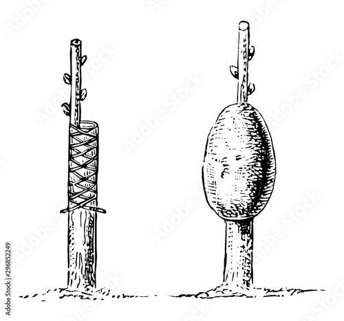 Mode of Tying and Claying Graft vintage illustration.
