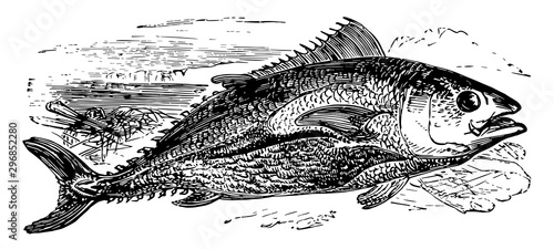 Northern Bluefin Tuna vintage illustration.