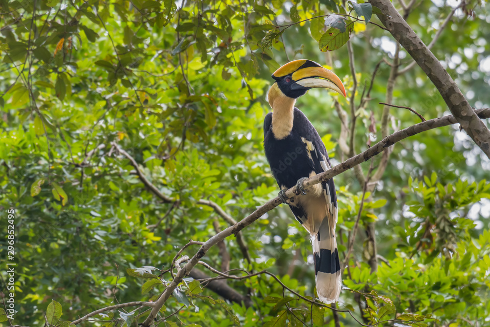 The Great Hornbill on branch in nature The Great Hornbill on branch in nature