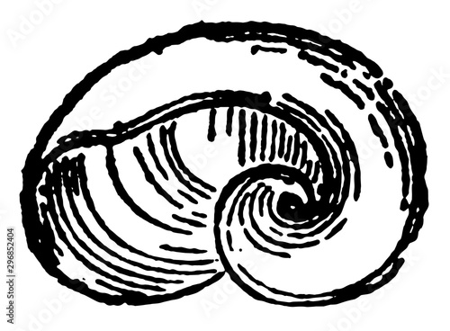 Vitrina Fasciata vintage illustration.