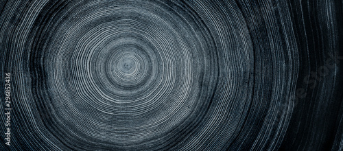 Detailed indigo denim blue tones of a felled tree trunk or stump. Rough organic texture of tree rings with close up of end grain.