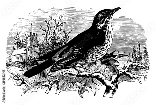 Red Wing Thrush vintage illustration.