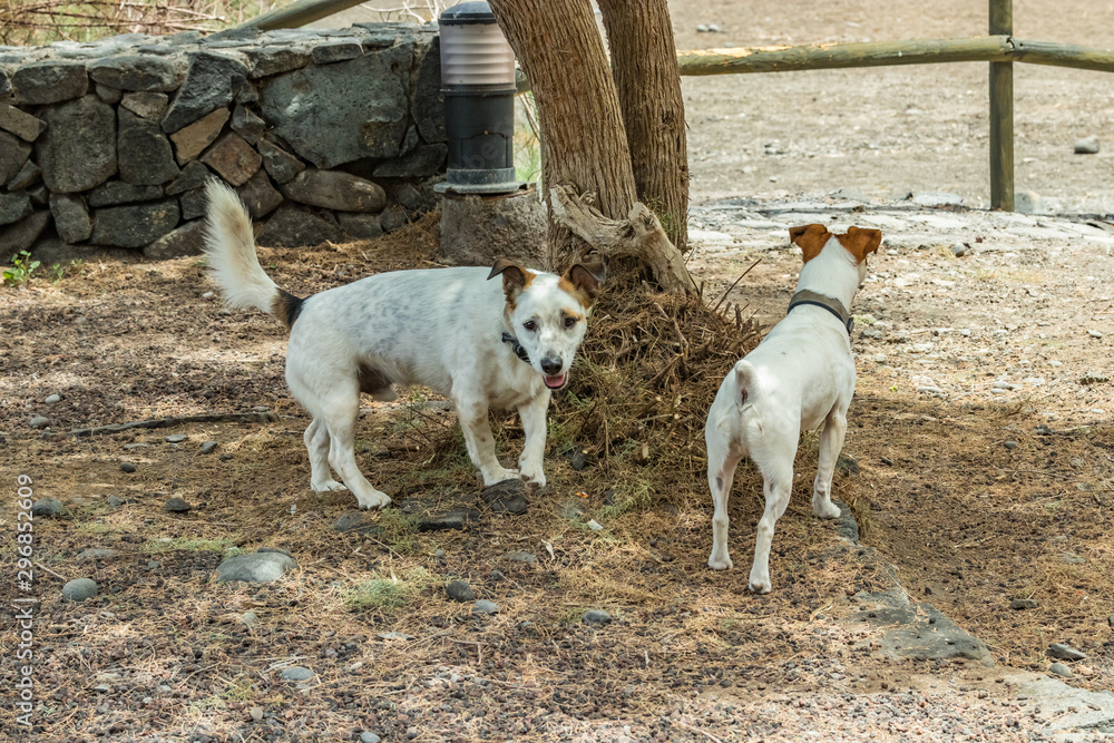 Two beautiful dogs, playing on warm lava pebbles under the big juniper tree and look at the camera. Shot with a telephoto lens. Playa De Caleta, northeast of La Gomera Island. Canary islands, Spain Two beautiful dogs, playing on warm lava pebbles under the big juniper tree and look at the camera. Shot with a telephoto lens. Playa De Caleta, northeast of La Gomera Island. Canary islands, Spain