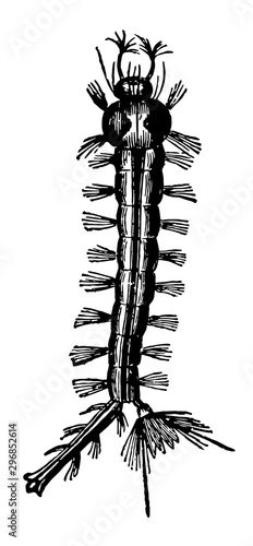 Larva of the Gnat vintage illustration.