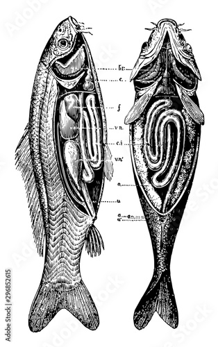 Anatomy of the Carp vintage illustration.