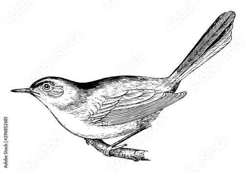Blue gray Gnat catcher vintage illustration.